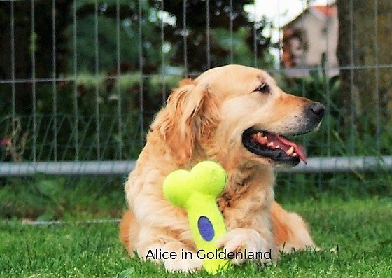 Quali giochi per Golden Retriever proporre al tuo cane?